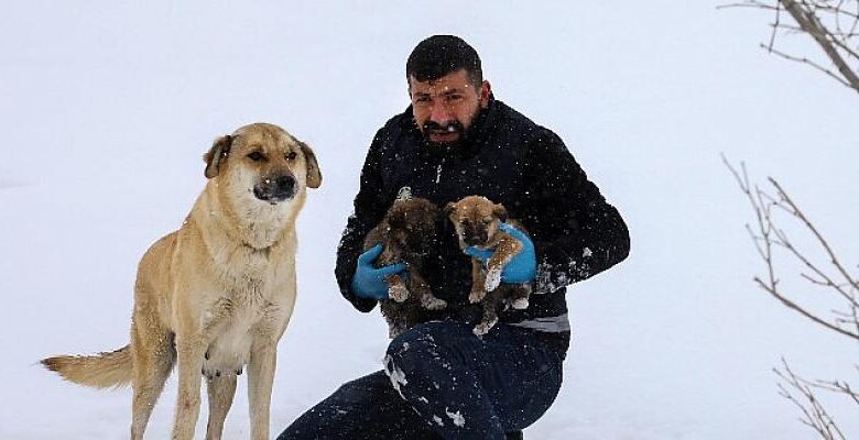  Van’da Kar Oyuğunda Yuvalanan Yavru Köpekler İçin Yeni Yuva