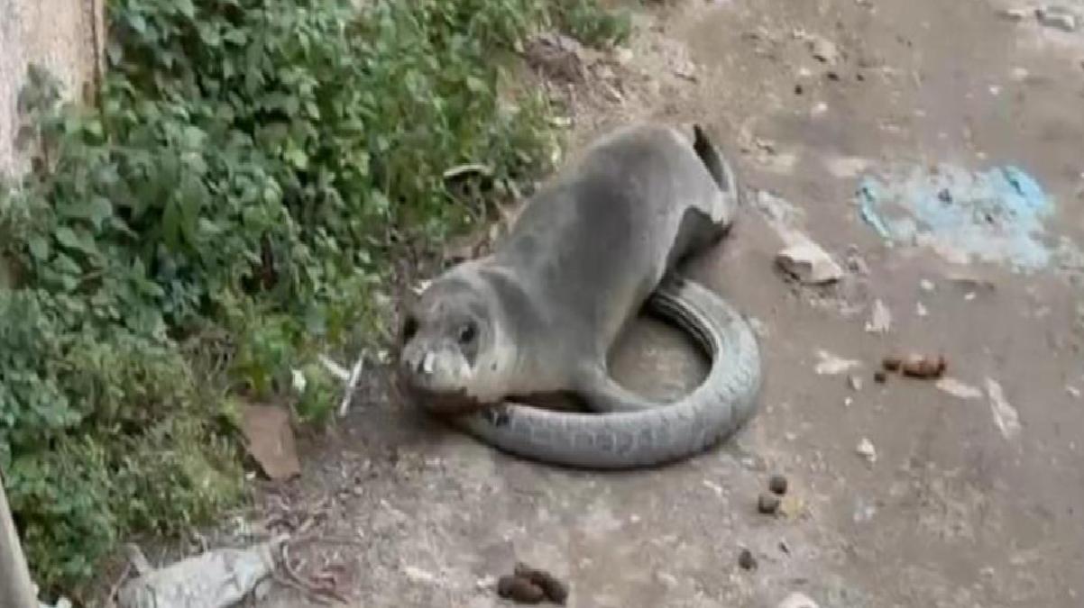 Sokak ortasında buldukları yavru Akdeniz fokunu ağla denize bıraktılar