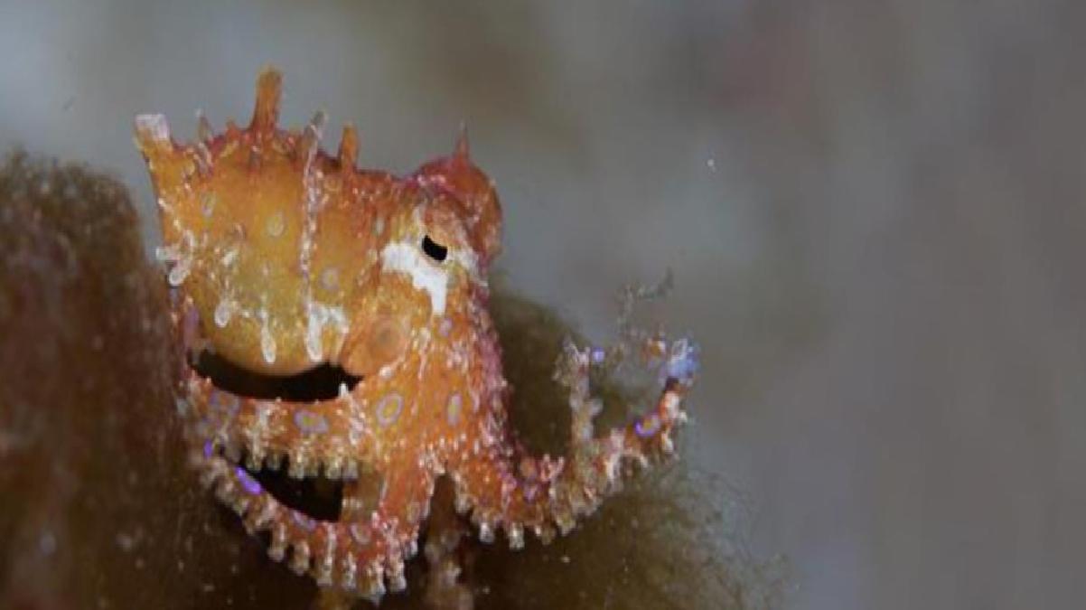 Denizde yüzen genç kadını mavi halkalı ahtapot ısırdı! Zehri felce yol açıyor