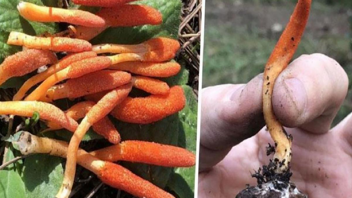 İnsanların beynini ele geçirdiğine inanılan zombi mantarı İstanbul’da görüldü