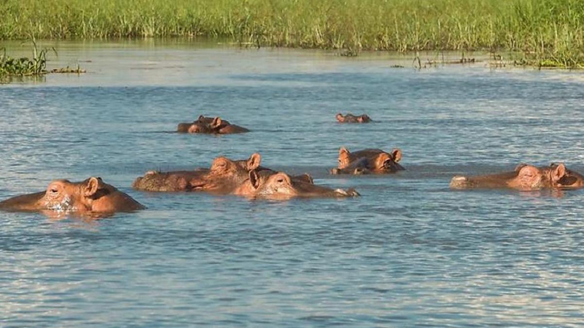 Kolombiya, kanlı baron Pablo Escobar’a ait 70 su aygırını, Meksika ve Hindistan’a gönderecek