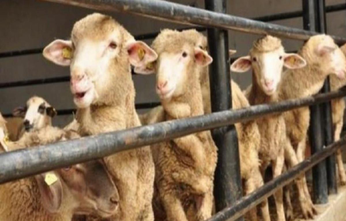 Kurban Bayramı tarihi 2023? Kurban Bayramı ne zaman olacak?