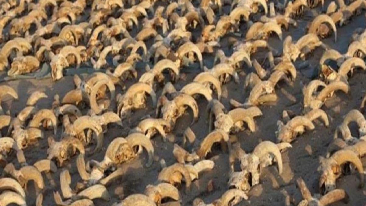 Mısır’da 2 bin mumyalanmış koç başı bulundu