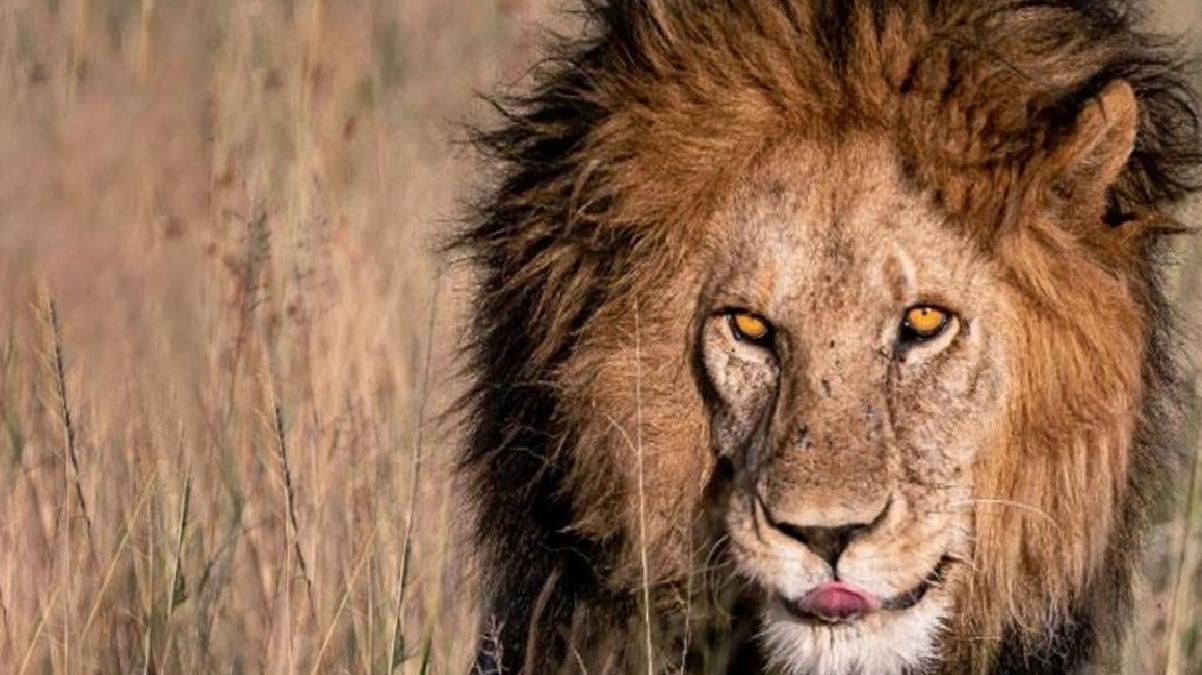 “Serengeti’nin Kralı” Bob Junior, genç rakipleri tarafından öldürüldü