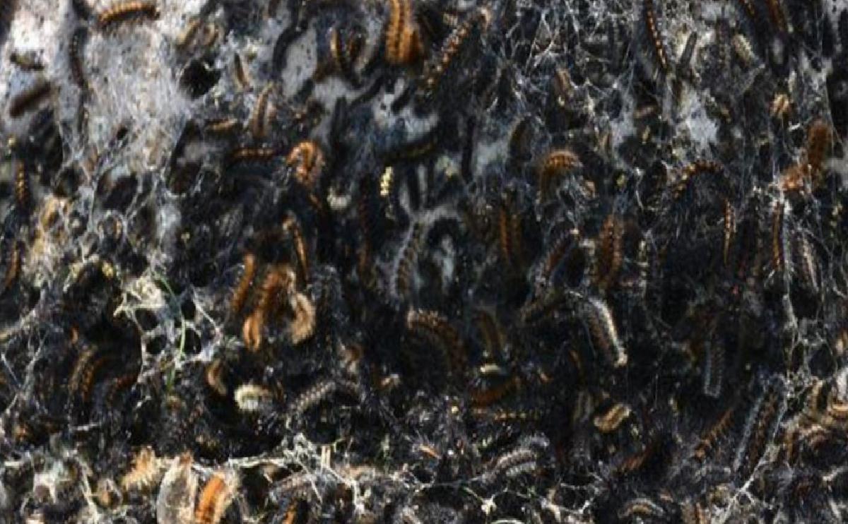 Şırnak’ta tırtıl istilası! Köylerde tarlalar dahil her tarafa yayıldı, çocuklar okula gitmeye korkuyor