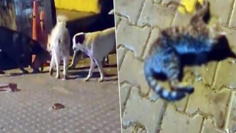  Yer: İzmir! Sokakta vahşet: Başıboş köpekler kediyi parçaladı