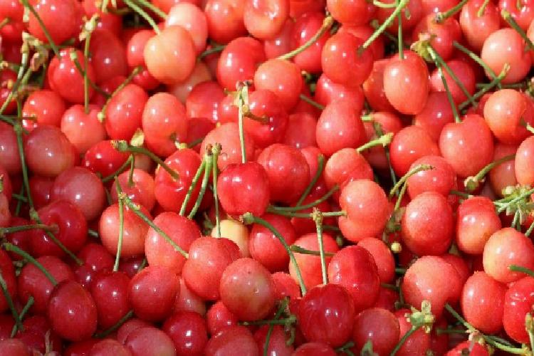 Kirazda hasat coşkusu