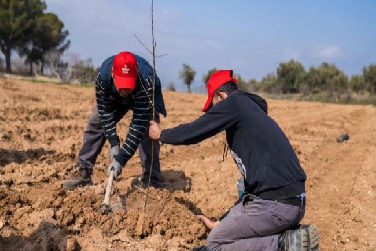 Kuraklıkla tarlada mücadele