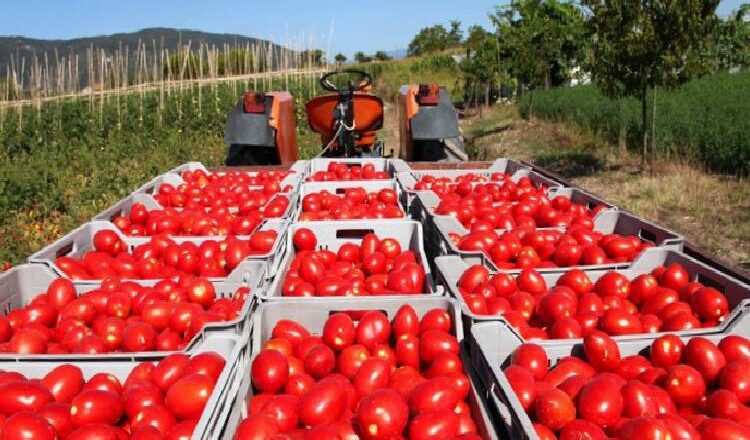  Rusya’ya domates ihracatında kota 500 bin tona çıkarıldı