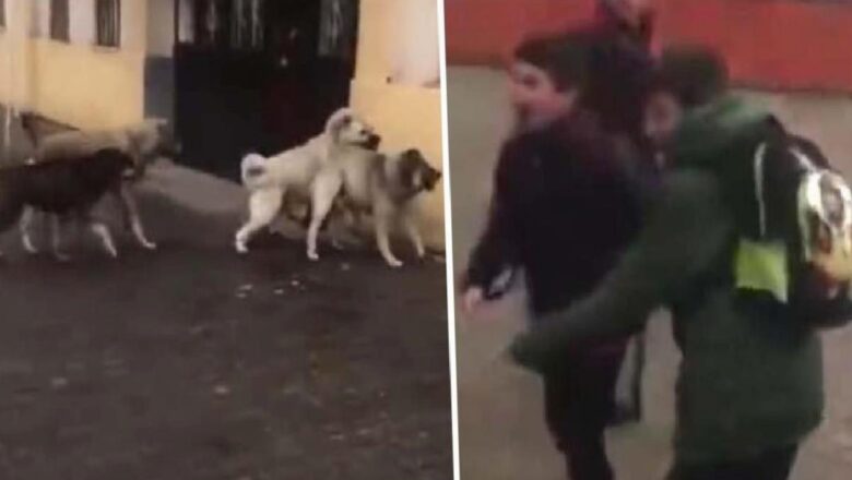  Yer: Ardahan! Okul önündeki başıboş köpekler, öğrencilere korku dolu anlar yaşattı