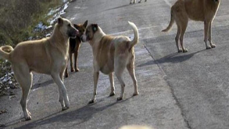  Yer: Kastamonu! Başıboş köpekler, işe giden sağlık personeline saldırdı