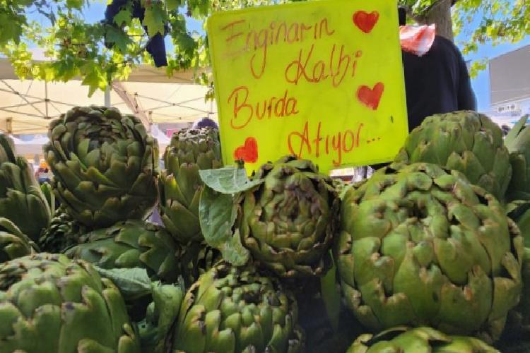 İzmir Urla enginara doydu