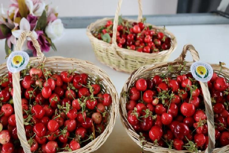 Türkiye 80 bin ton kiraz ihracatı hedefliyor