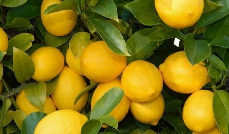  Üretici ile market arasındaki fiyat farkına ‘limon’ sıkıldı! Limon yüzde 573,6 fark gördü
