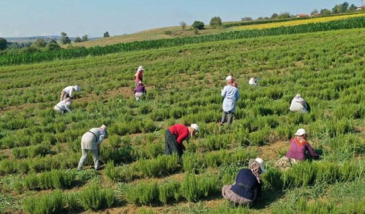  Kocaeli’de tıbbi ve aromatik bitkilerin hasadı başladı