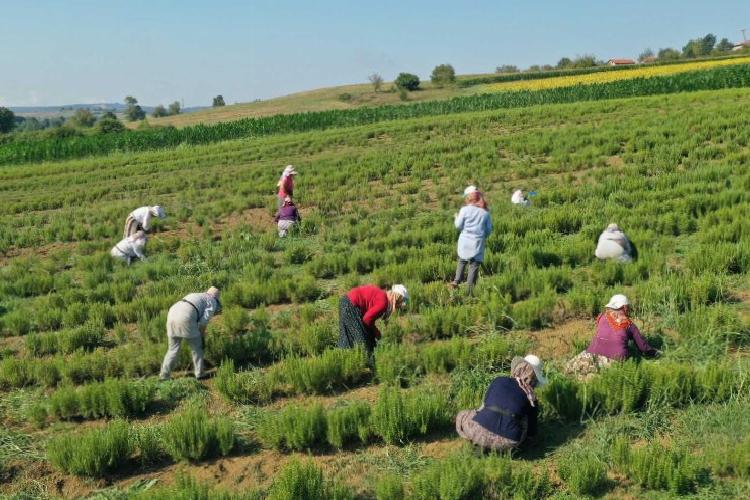 Kocaeli’de tıbbi ve aromatik bitkilerin hasadı başladı